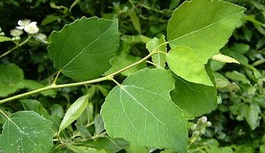 Aspen para el tratamiento de la prostatitis crónica