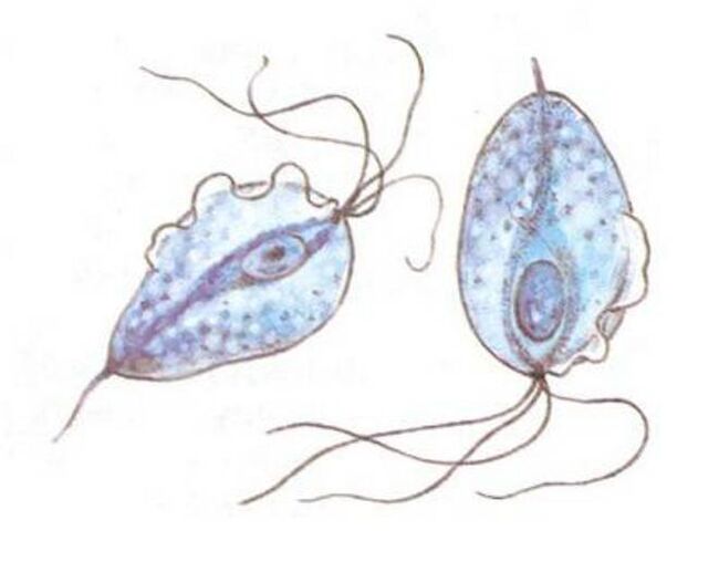 Trichomonas patógeno de la prostatitis.
